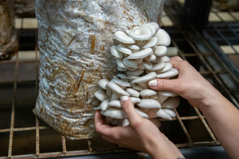 Close-up of hands harvesting oyster mushrooms from a substrate in an indoor farm.