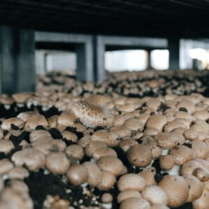 Close-up view of cultivated button mushrooms growing in an indoor farm environment.