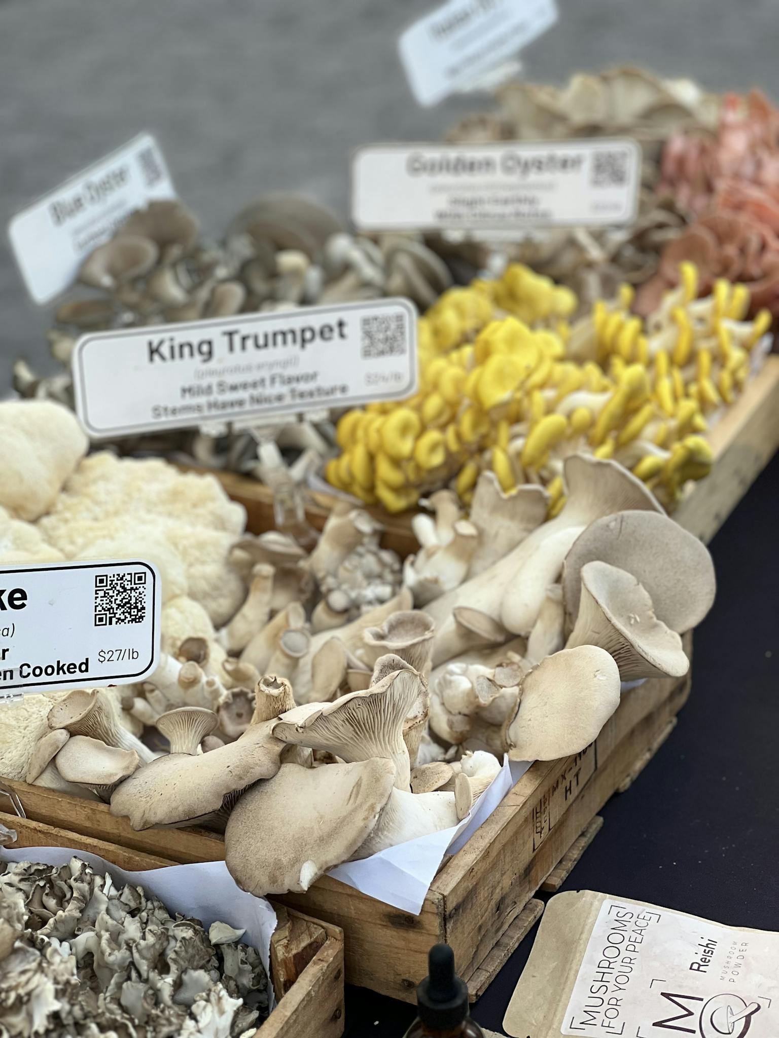 Colorful variety of mushrooms including King Trumpet and Golden Oyster.