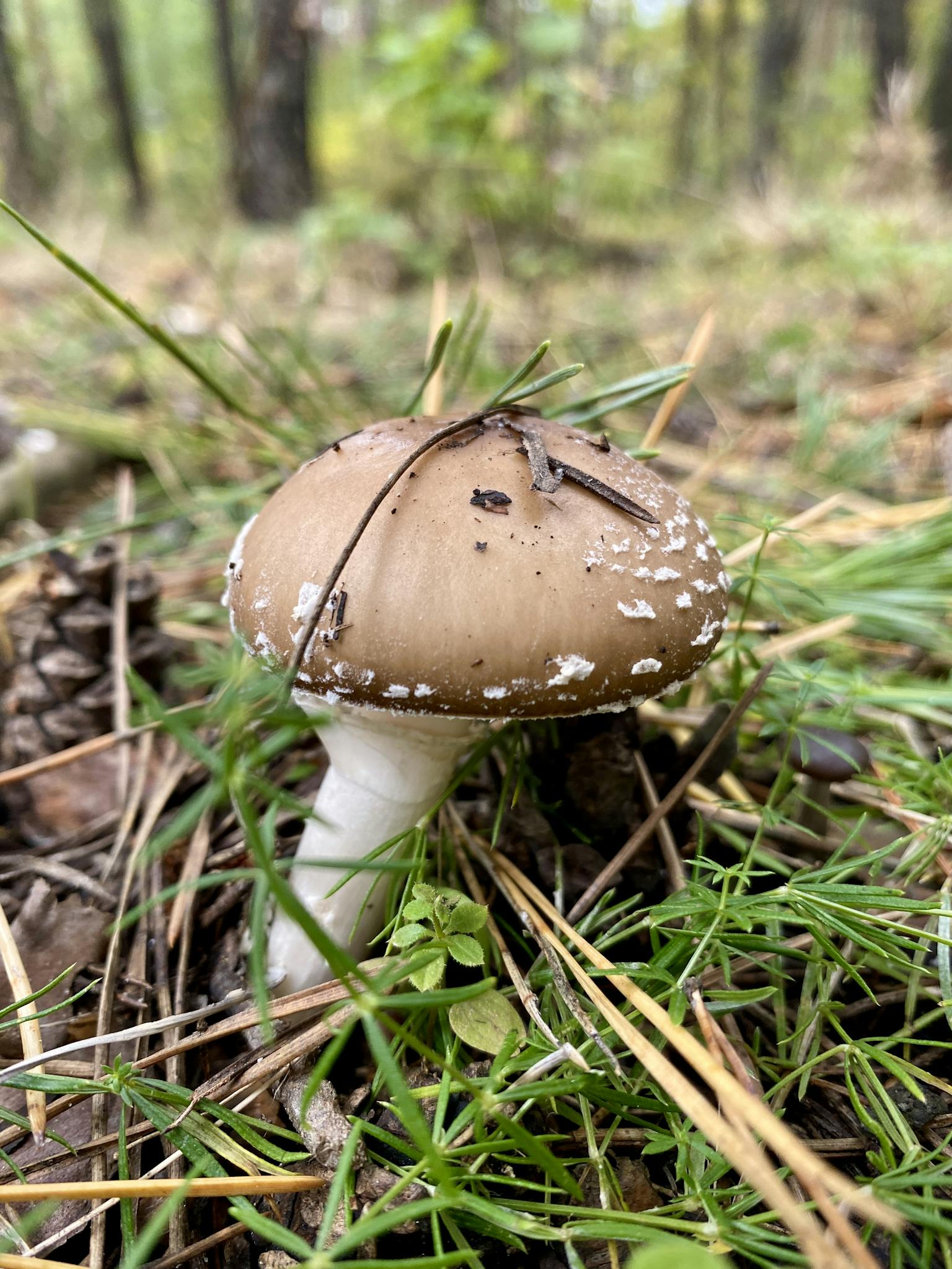 Detailed close-up of a brown mushroom growing in a grassy area outdoors.