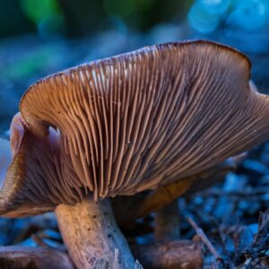 Detailed close-up of a wild mushroom showcasing gills and textures in a natural forest setting.
