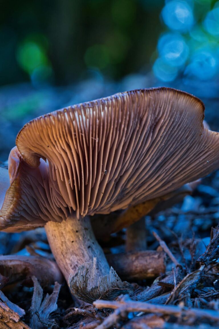 Detailed close-up of a wild mushroom showcasing gills and textures in a natural forest setting.