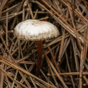 Detailed view of a Mycena mushroom nestled in a bed of pine needles outdoors.
