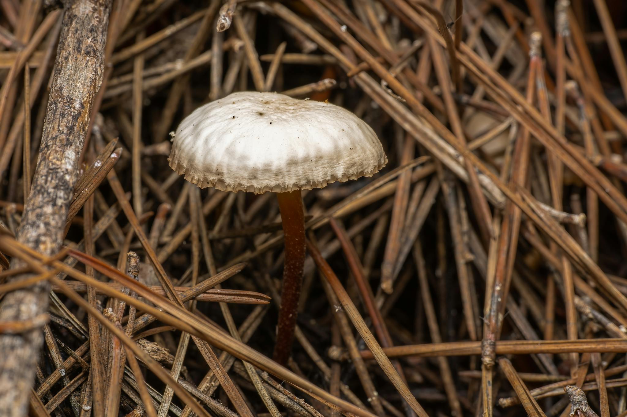 Detailed view of a Mycena mushroom nestled in a bed of pine needles outdoors.