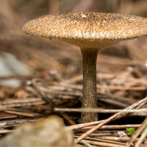 Detailed view of a Mycena mushroom on a forest floor in Valencia, Spain.