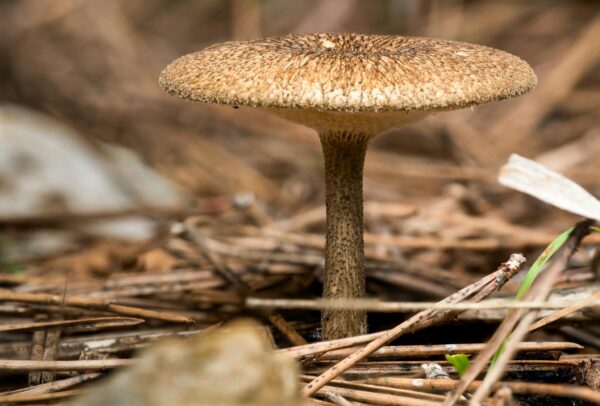 Detailed view of a Mycena mushroom on a forest floor in Valencia, Spain.