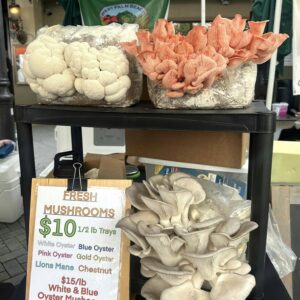 Display of fresh oyster, lions mane, and chestnut mushrooms at a market stall.