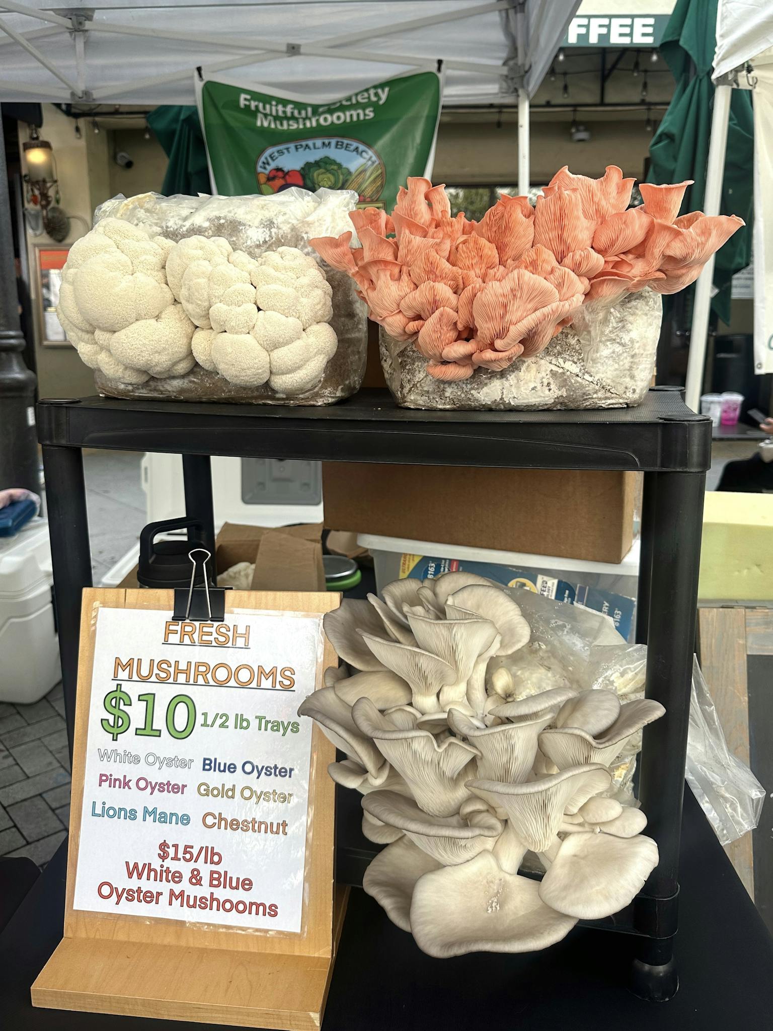 Display of fresh oyster, lions mane, and chestnut mushrooms at a market stall.