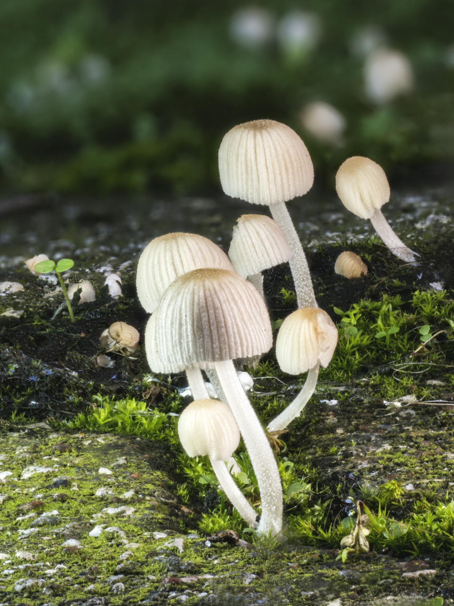 Vibrant cluster of white mushrooms with delicate caps on a moss-covered forest floor.